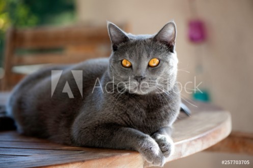 Picture of Chat - Chatreux